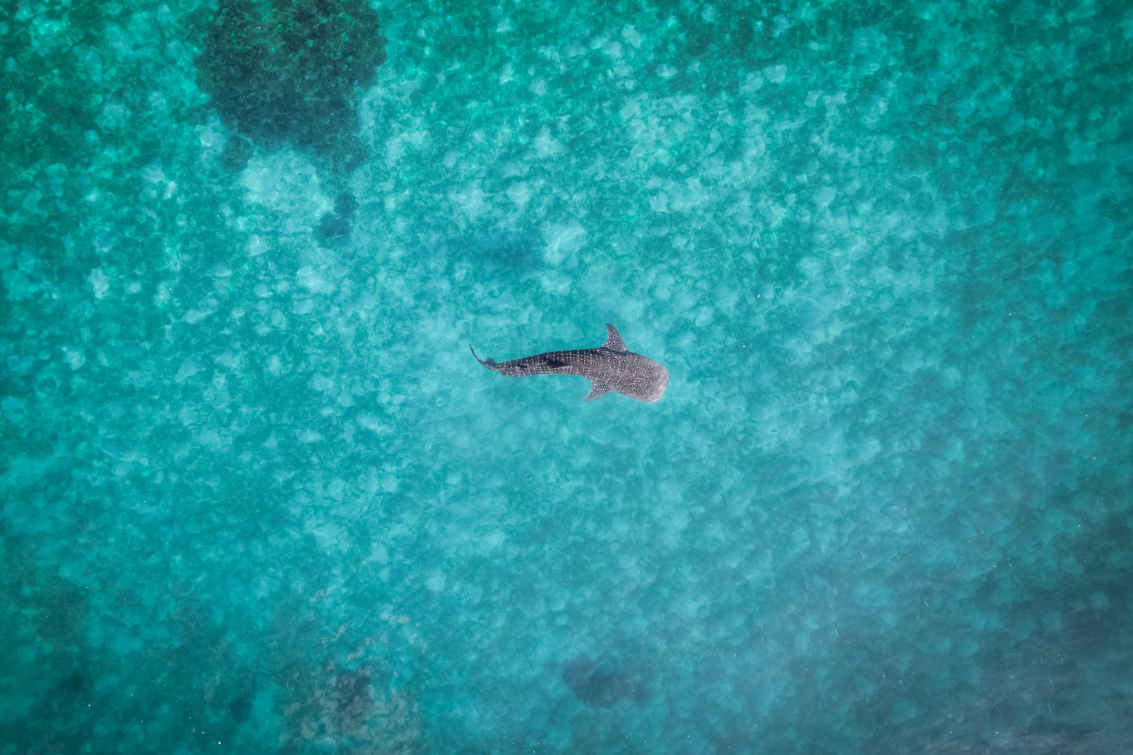 Oslob whale shark watching