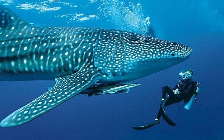 Oslob whale shark watching
